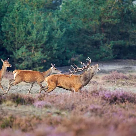 Bed & Breakfast La Petite