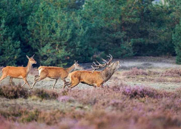 Bed & Breakfast La Petite